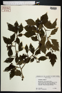 Crataegus viridis image