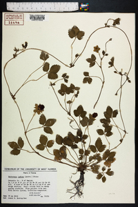 Potentilla indica image