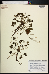 Potentilla indica image