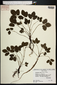 Potentilla indica image