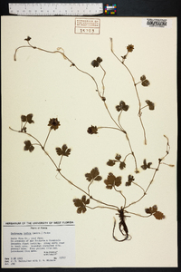 Potentilla indica image