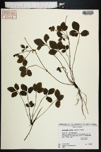 Potentilla indica image