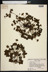 Potentilla indica image