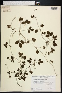 Potentilla indica image