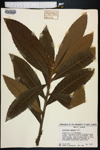 Eriobotrya japonica image