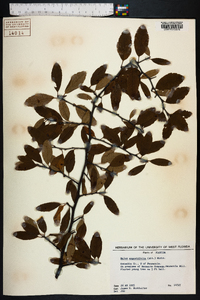 Malus angustifolia image