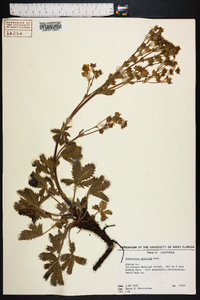 Potentilla gracilis image