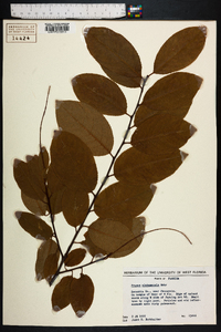 Prunus alabamensis image