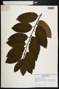 Prunus alabamensis image