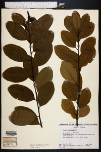 Prunus alabamensis image