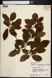 Prunus alabamensis image