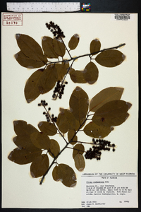 Prunus alabamensis image