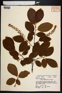 Prunus alabamensis image