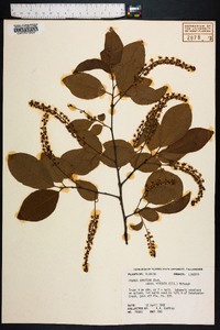 Prunus alabamensis image