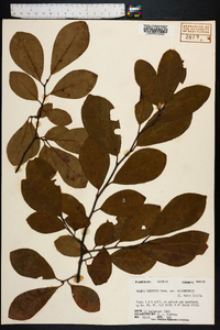 Prunus alabamensis image