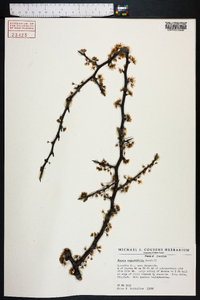 Prunus angustifolia image