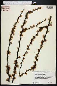 Prunus angustifolia image