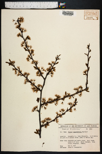 Prunus angustifolia image