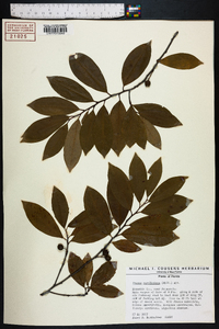 Prunus caroliniana image