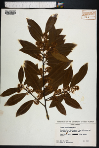 Prunus caroliniana image