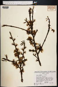 Prunus persica image