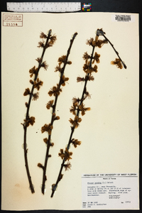 Prunus persica image