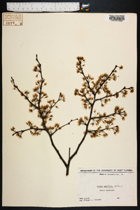 Prunus umbellata image