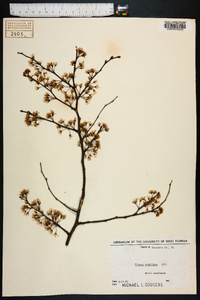 Prunus umbellata image