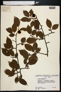 Prunus umbellata image