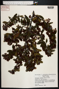 Pyracantha koidzumii image