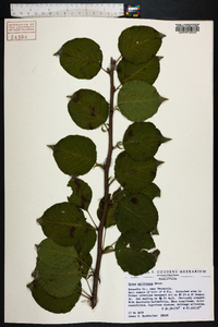 Pyrus calleryana image