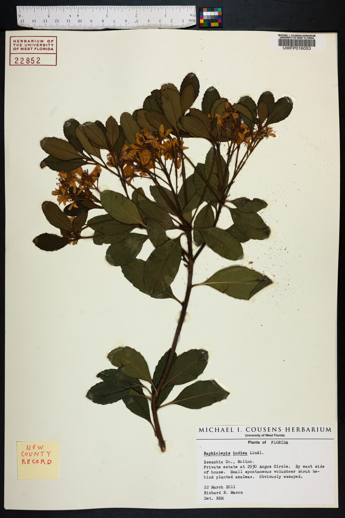 Rhaphiolepis indica image