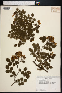 Rosa multiflora image