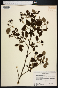 Rubus cuneifolius image