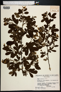 Rubus cuneifolius image