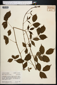 Rubus flagellaris image