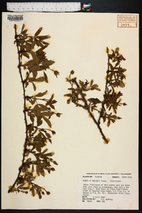 Rubus flagellaris image