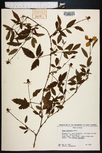 Rubus trivialis image