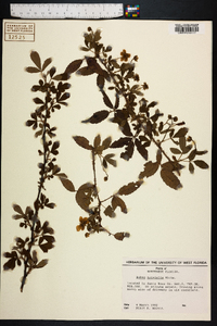 Rubus trivialis image