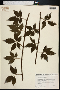 Rubus trivialis image