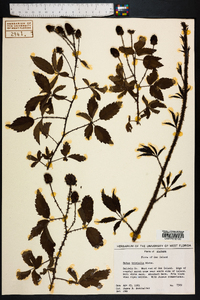 Rubus trivialis image