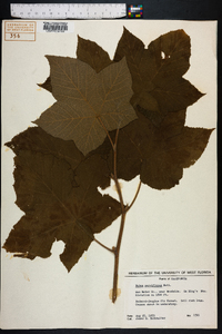 Rubus parviflorus image