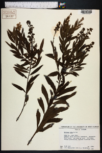 Spiraea alba image