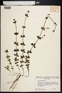 Galium pilosum image