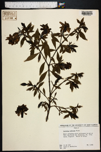 Gardenia radicans image