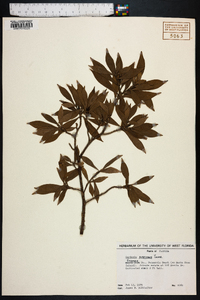 Gardenia radicans image
