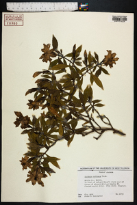 Gardenia radicans image