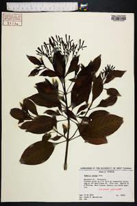 Hamelia patens image
