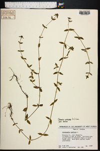 Hedyotis uniflora image