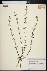 Hedyotis uniflora image